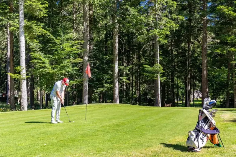 Golf green among the fir trees of the pine forest